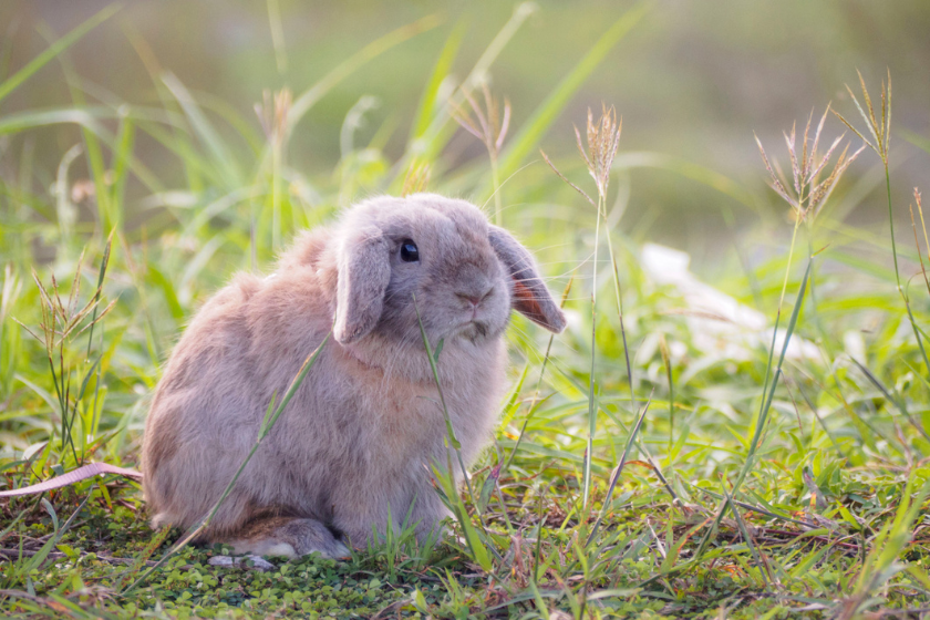 holland lop rabbit on grass