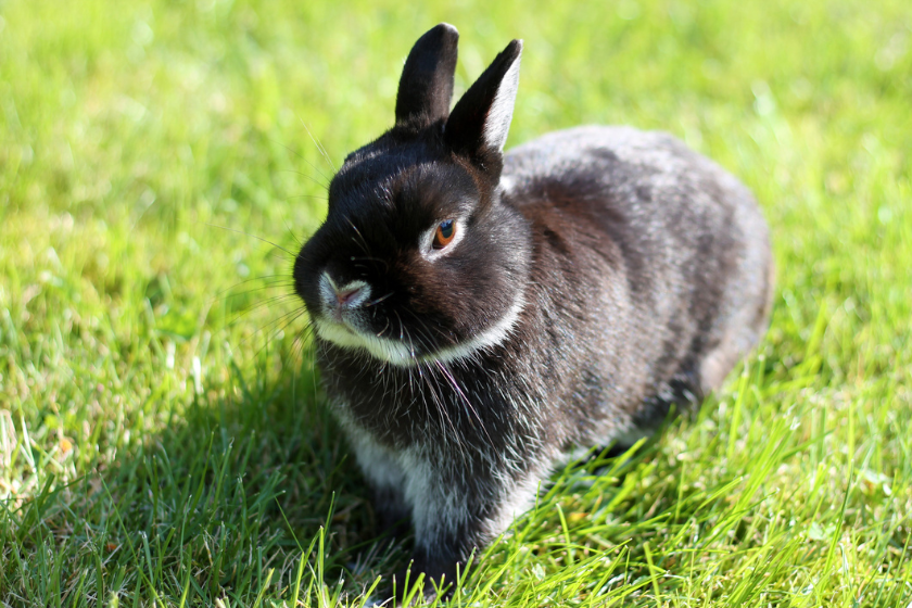 netherlands black rabbit pet rabbit breeds