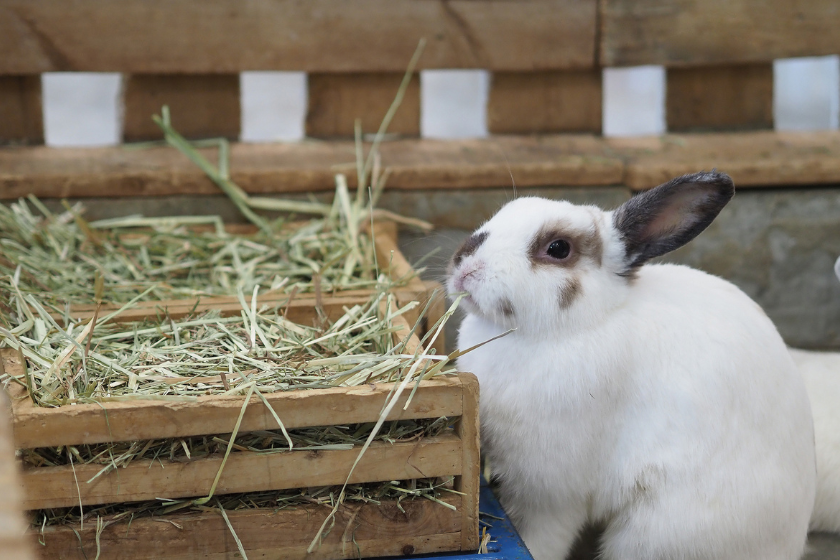 dwarf hotot rabbit pet rabbit breeds
