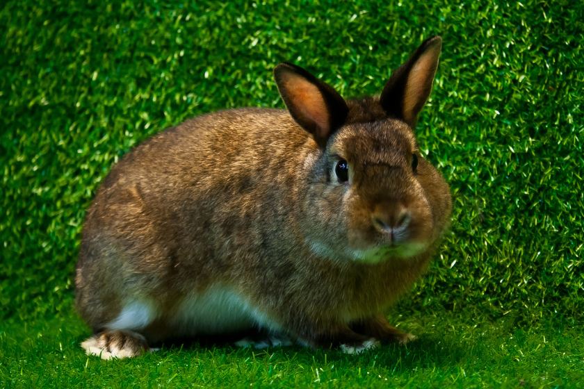 mini satin rabbit on green background