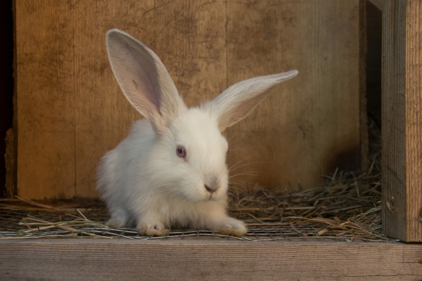 baby giant angora pet rabbit breeds