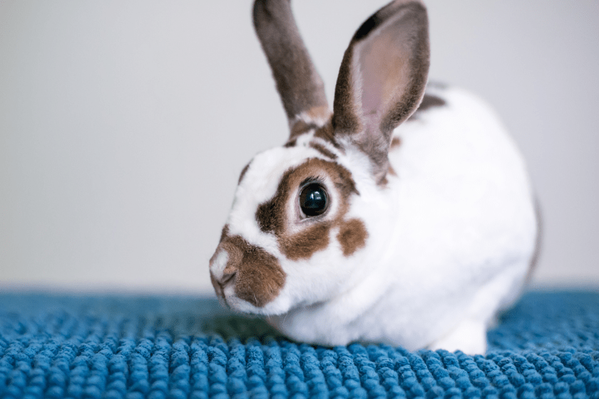 rex rabbit on blue carpet