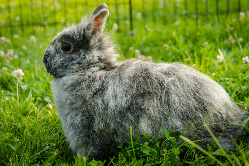 harlequin rabbit pet rabbit breeds