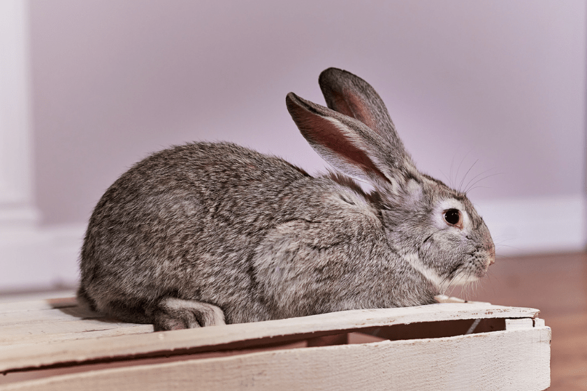 chinchilla pet rabbit breed