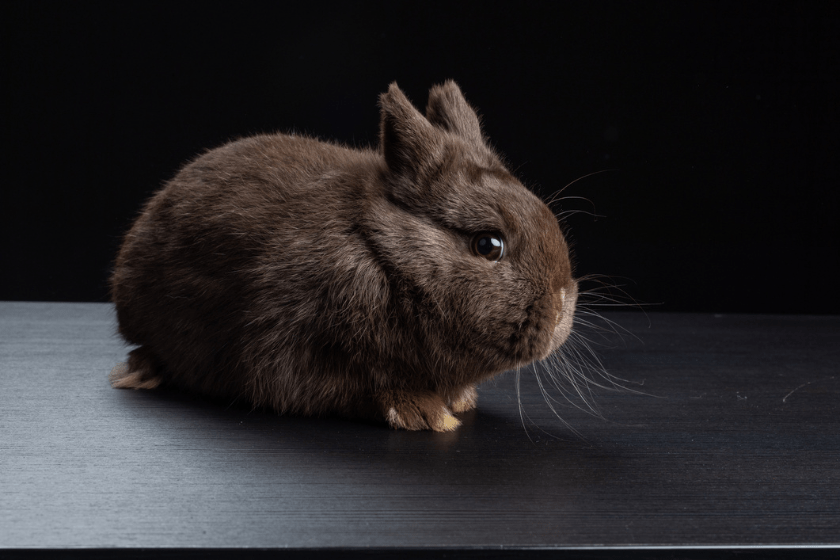 havana pet rabbit breed