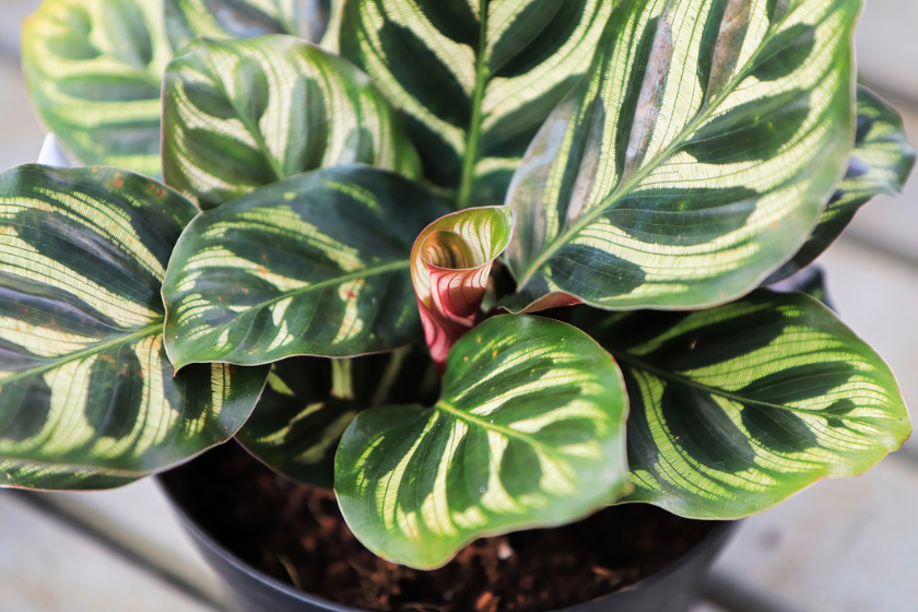 calathea pet friendly plants