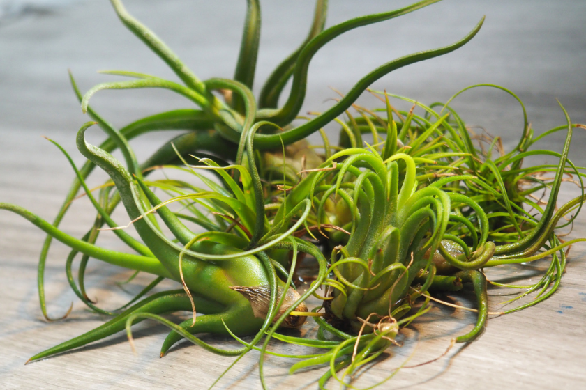 air plant pet friendly plants