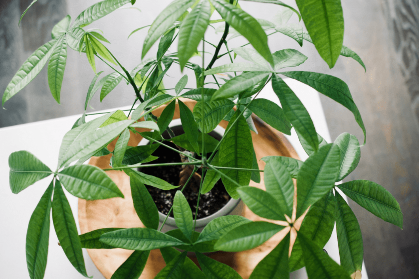 money tree pet friendly plants