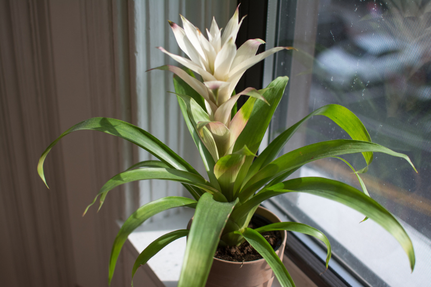 pet friendly plants on windowsill