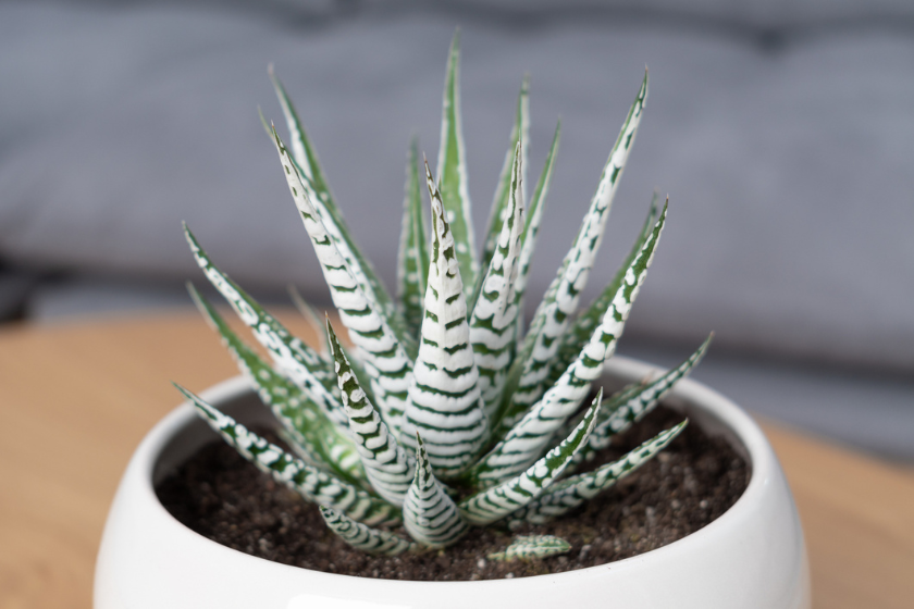 haworthia in white container