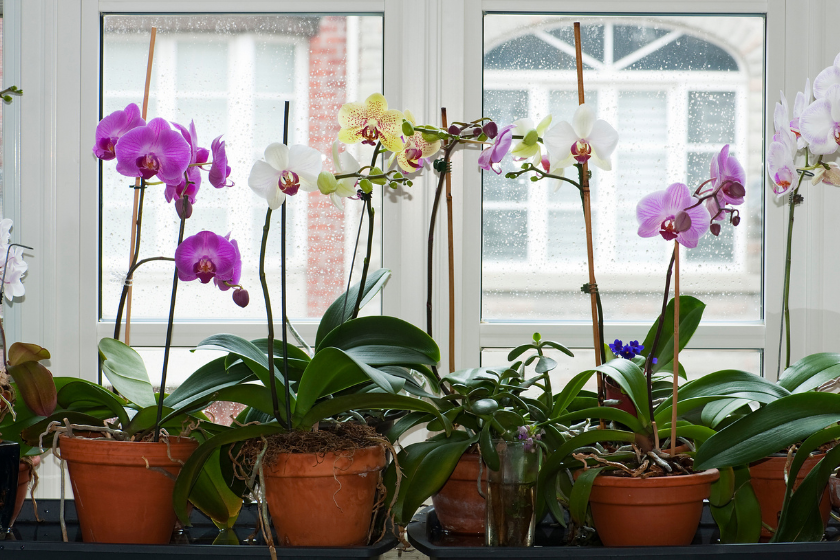 moth orchids lined up on windowsill