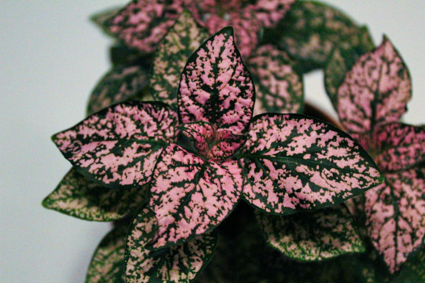 polka dot plant leaves