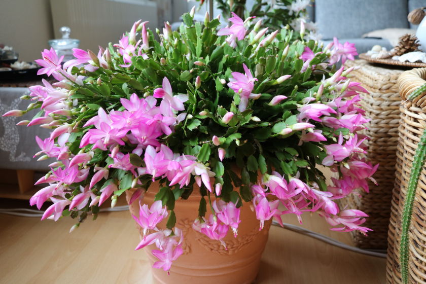 christmas cactus pet safe plants