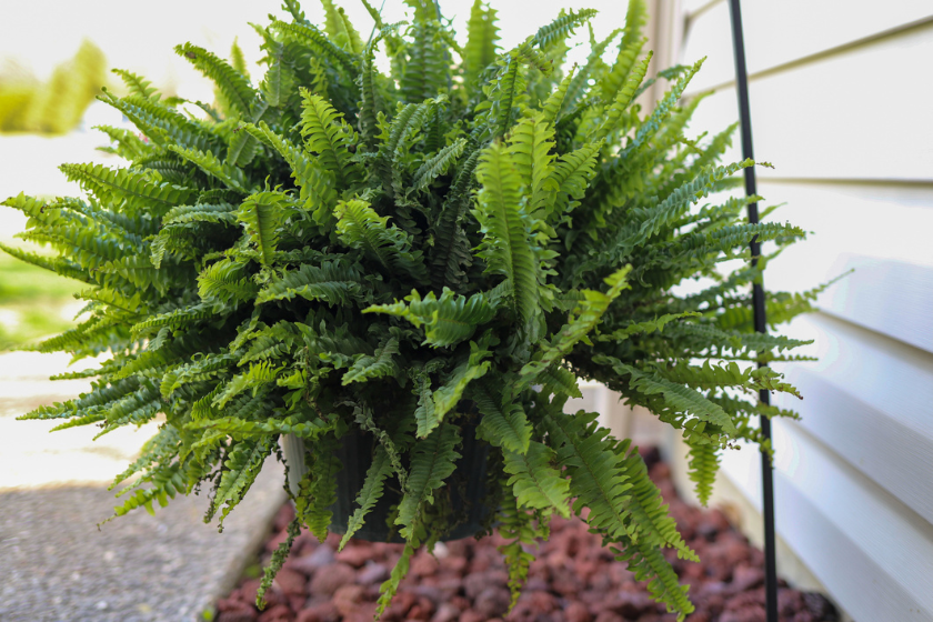 boston fern hanging