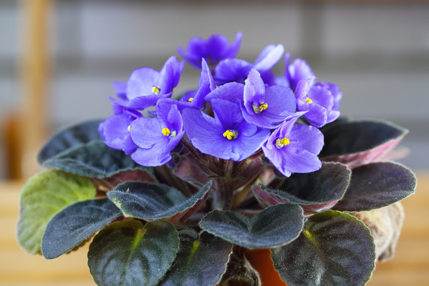 african violet plant