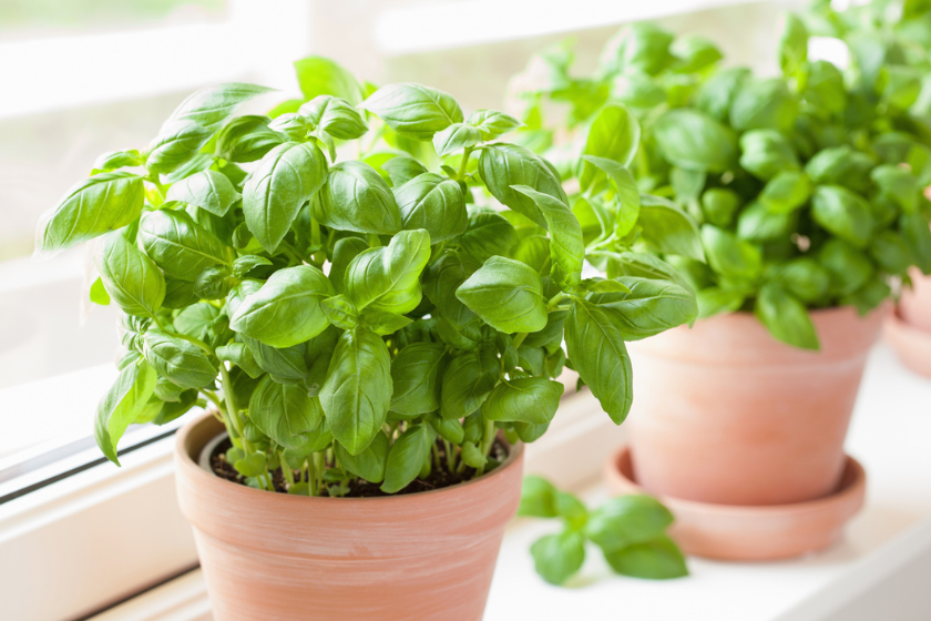 basil plants in pots pet safe