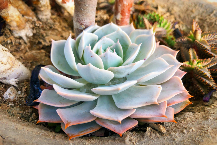 echeveria house plant pet safe