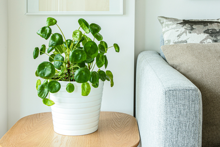 pilea house plant in white pot