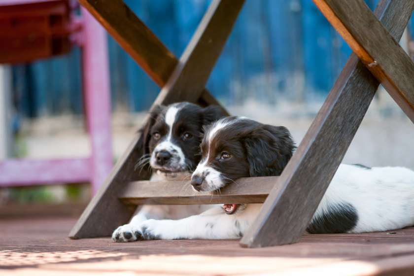 first week with new puppy