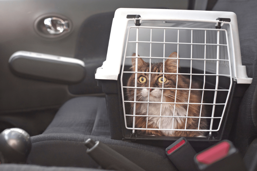 how to travel with your cat