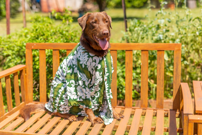 dog wearing hawaiian shirt on bench