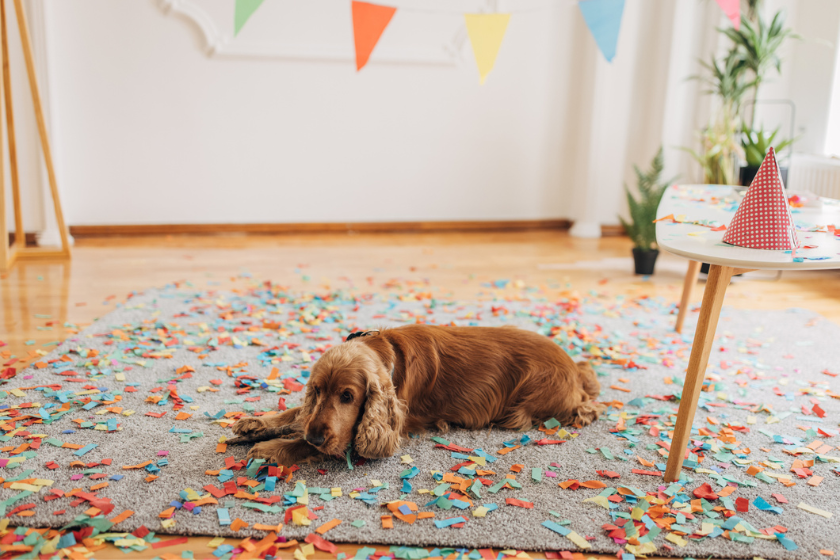dog birthday party ideas