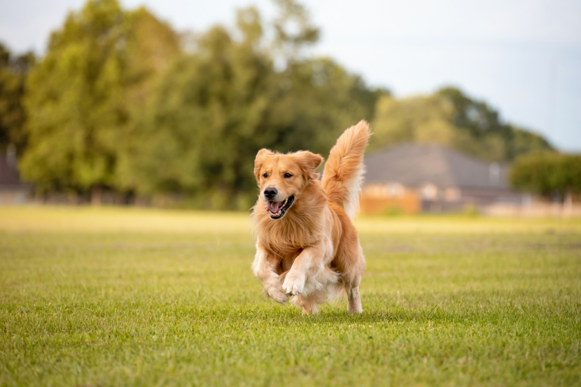 dog running and having fun grass