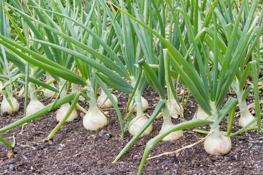 plants toxic to dogs