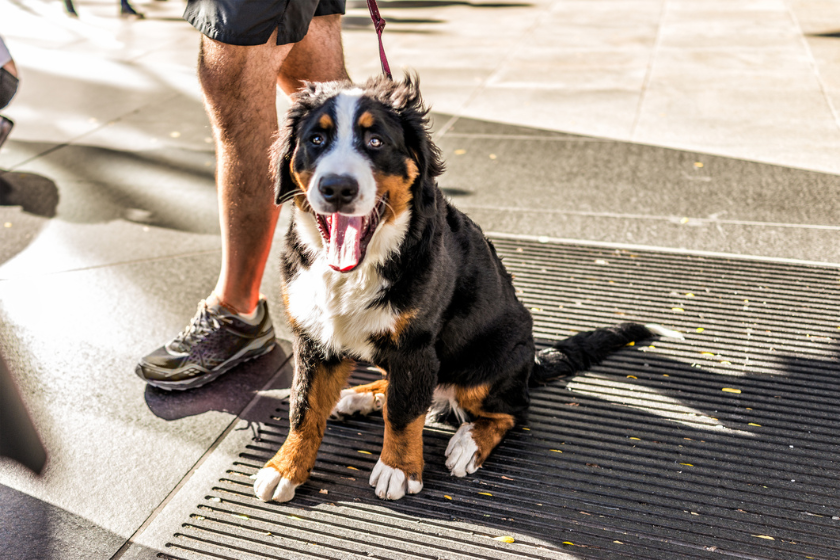 dog summer safety tips for pavement