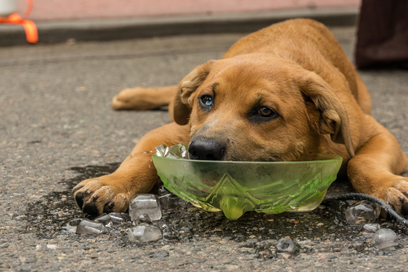 dog summer safety tips hot dog