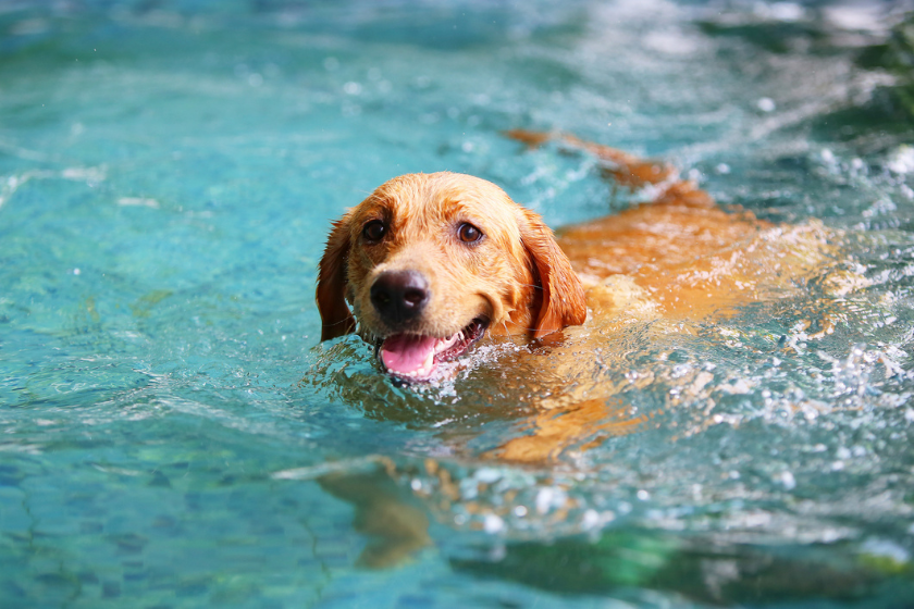 dog swimming in pool