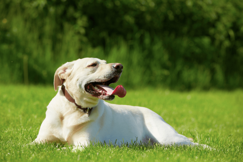 dog summer safety tips in grass