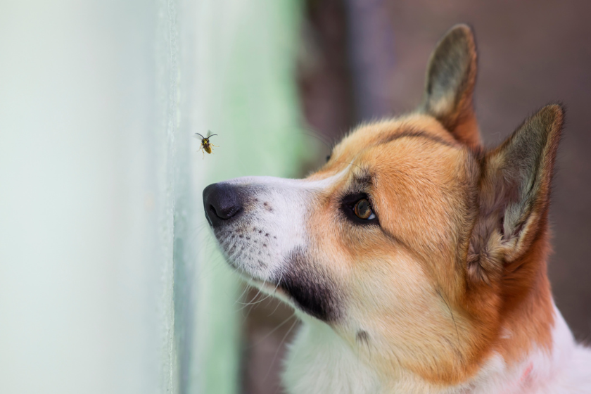 dog summer safety tips