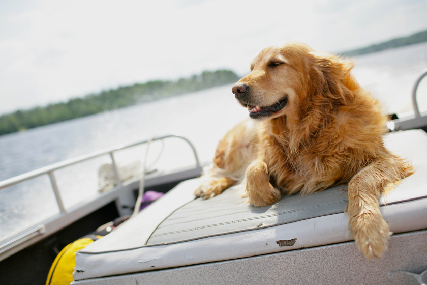 dog relaxing in boat