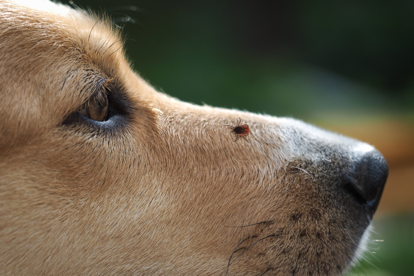 tick sitting on dog's nose