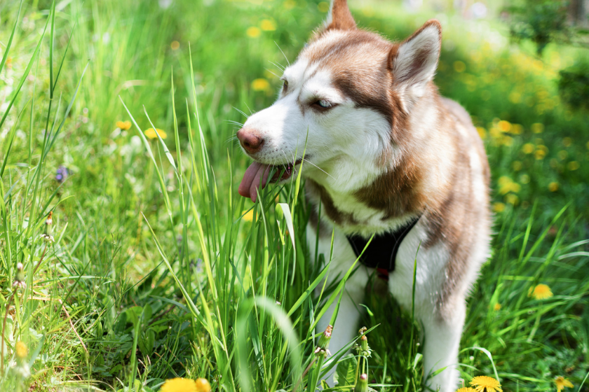 dog eating grass