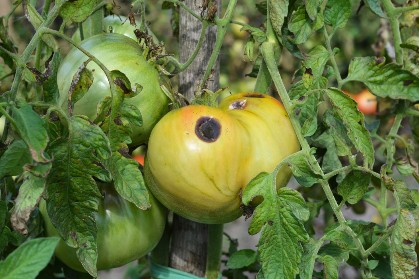 avoid tomatoes dog summer safety tips