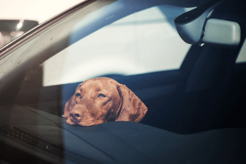 dog left in hot car