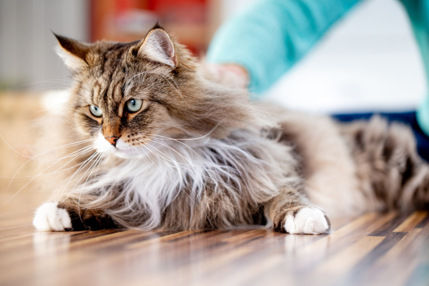 hypoallergenic cat breeds