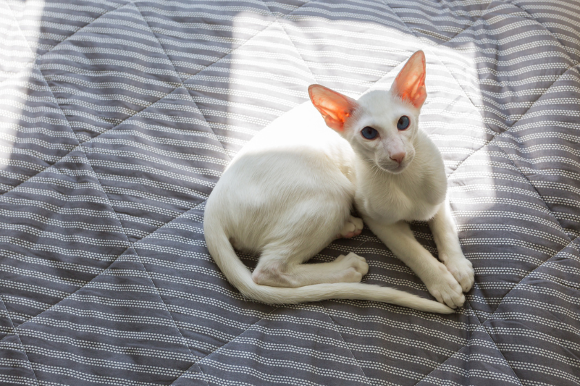 white cat sits on bed