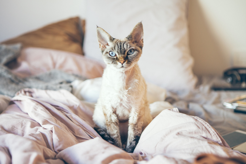 devon rex cat sits on bed