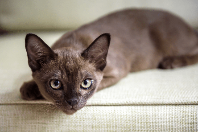 burmese cat lying on couch