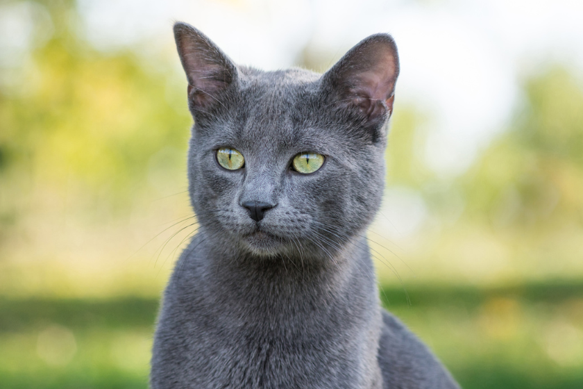 russian blue hypoallergenic cat breeds