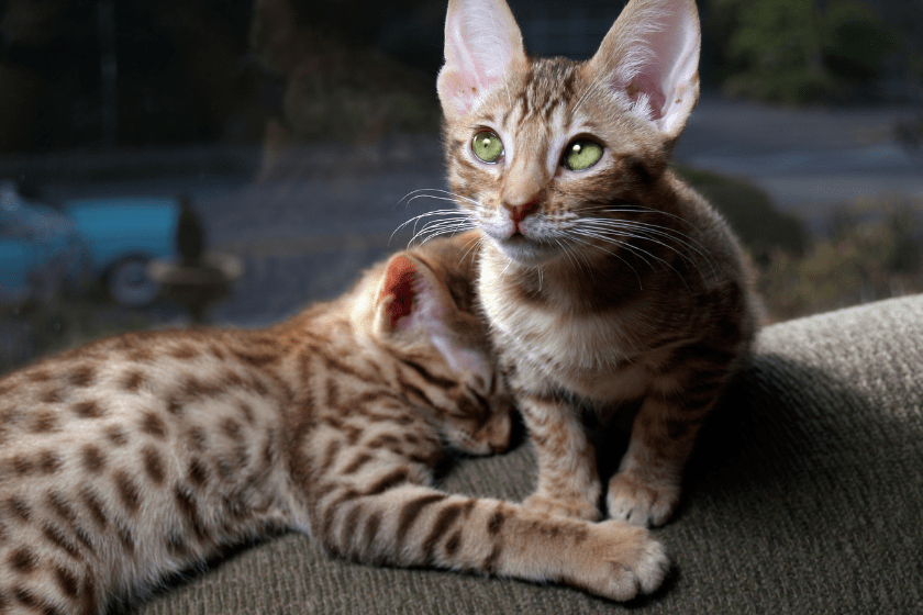 two ocicat kittens