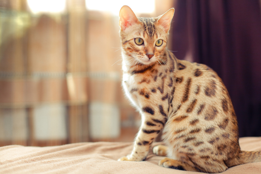 hypoallergenic cat breeds