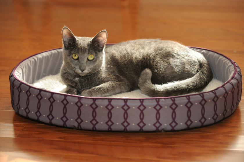 korat breed lying in bed