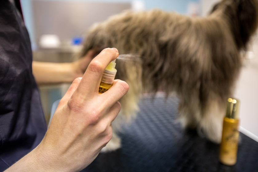 essential oils safe for dogs