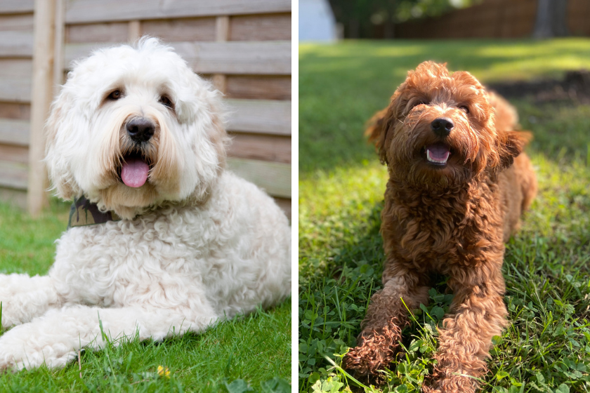 labradoodle vs goldendoodle