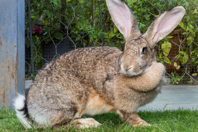 flemish giant rabbit breed