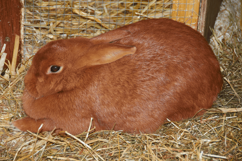 thrianta rabbit breed